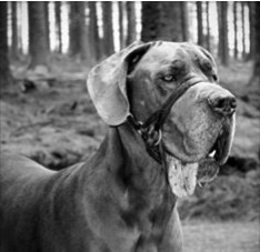 ROCKY 1