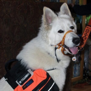 White GSD Gold PCW assistance dog 2 scaled