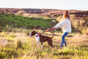Pulling Dog Leads