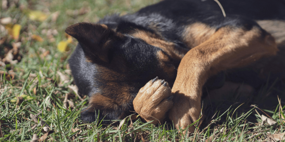 A stressed dog hiding it's face in it's paws.