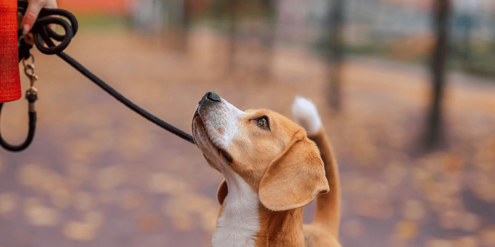 Dog on a lead looking to it's owner