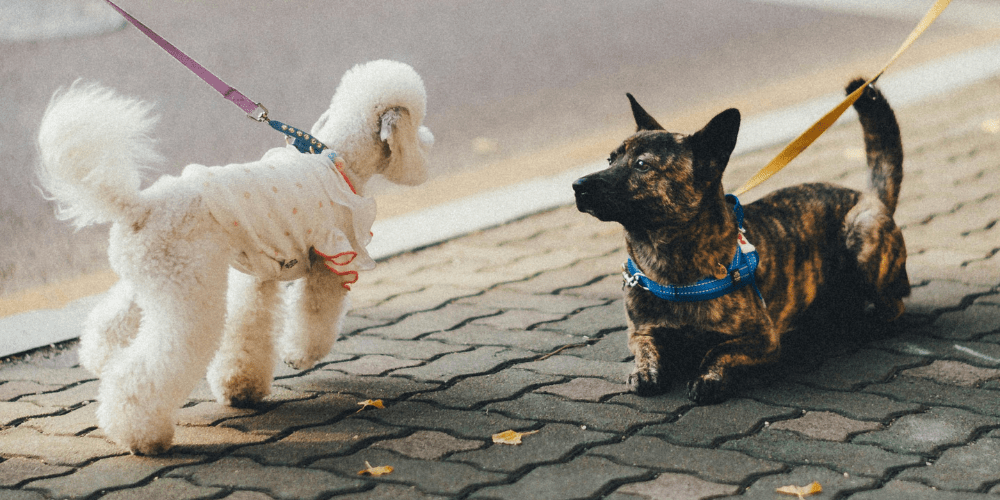 Dogs greeting each other on a walk.