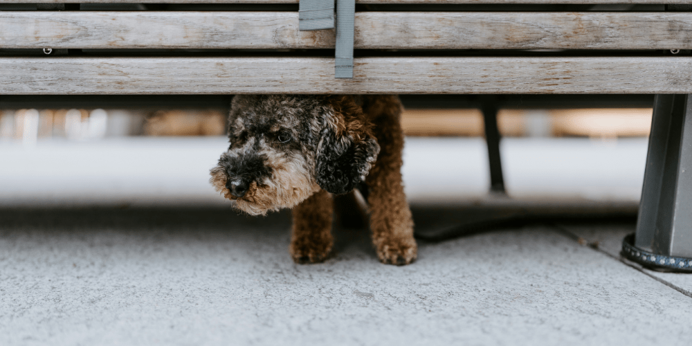 Anxious dog hiding below bench