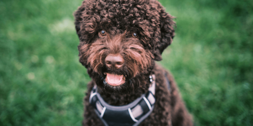 Dog wearing a harness