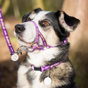 Andy Biggar Photography LTD Mw-5