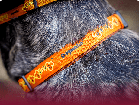 dogmatic collars gradient