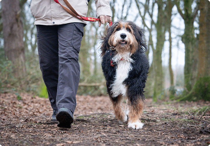 dogmatic-headcollars-5