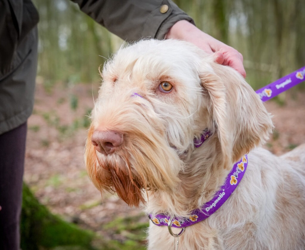 dogmatic uk dog people scaled