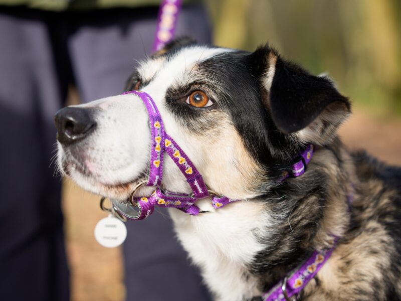 Andy Biggar Photography LTD Mw-1 (1)