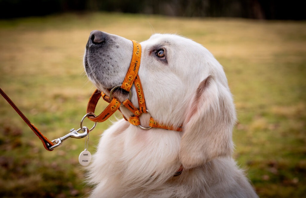 Andy Biggar Photography LTD Mw 3 2 scaled