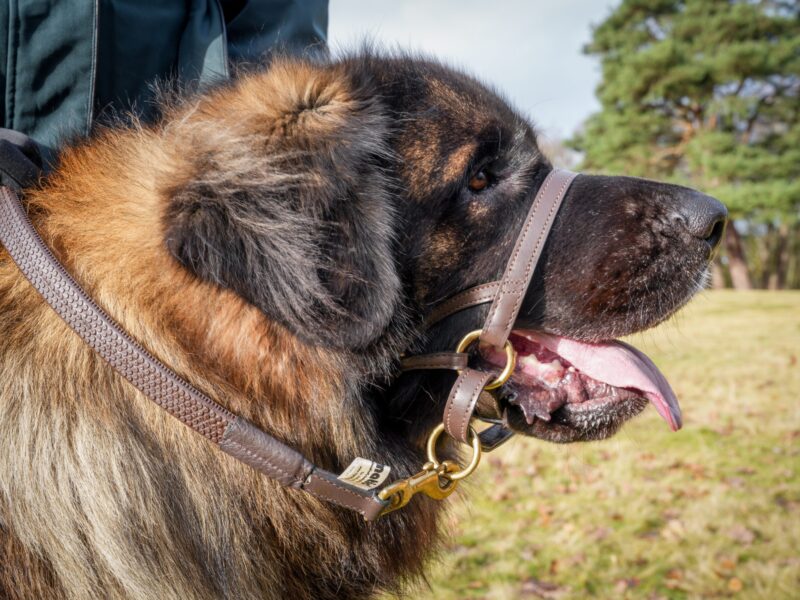 Andy Biggar Photography LTD Mw-41 (2)