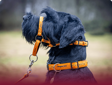 Collections Dogmatic