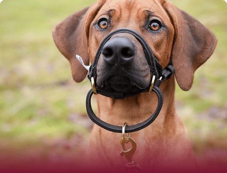 Dogmatic Headcoller Collection