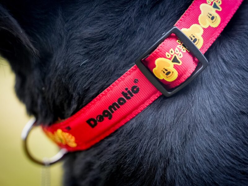 dogmatic10