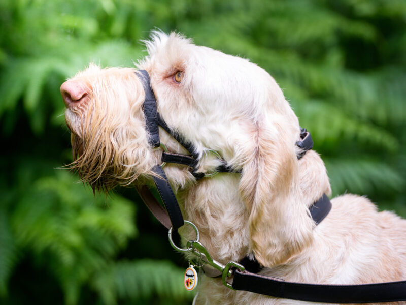 Dogmatic Synthetic Headcollar