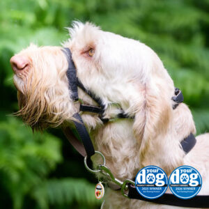 Dogmatic Synthetic Leather Headcollar