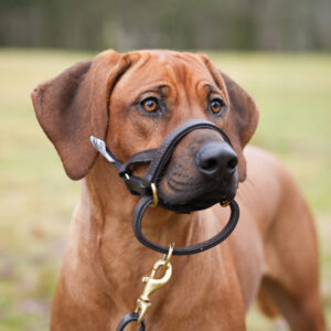 Dogmatic Signature Leather Training Lead